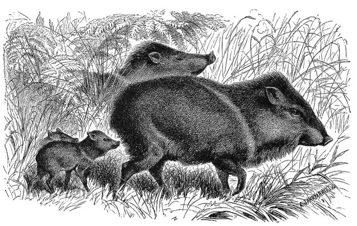 Framed Print : White-lipped peccary (Tayassu pecari) Framed Print : White-lipped peccary (Tayassu pecari)