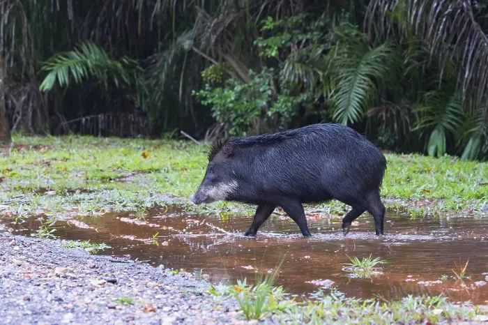 Framed Print : White-lipped Peccary (Tayassu pecari) Framed Print : White-lipped Peccary (Tayassu pecari)