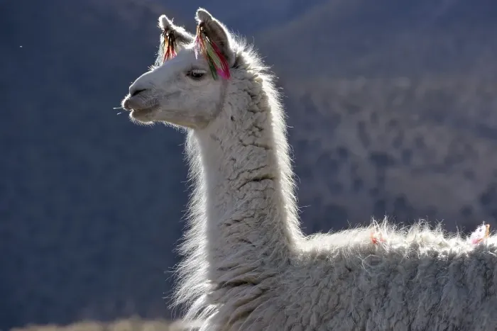 Framed Print : White llama (Lama glama), portrait