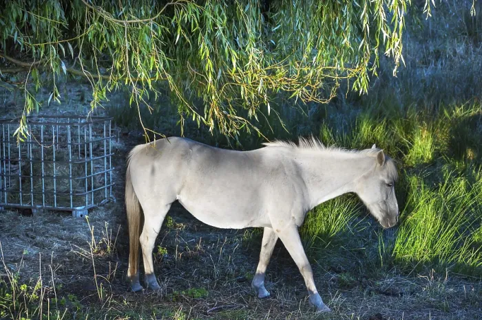 Framed Print : White mare grazing in reeds, Othenstorf
