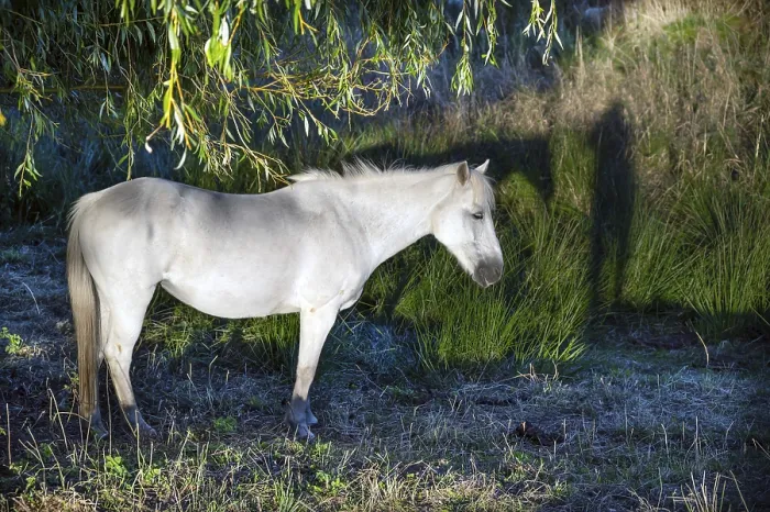 Framed Print : White mare under a willow (Salix) on a moor Framed Print : White mare under a willow (Salix) on a moor