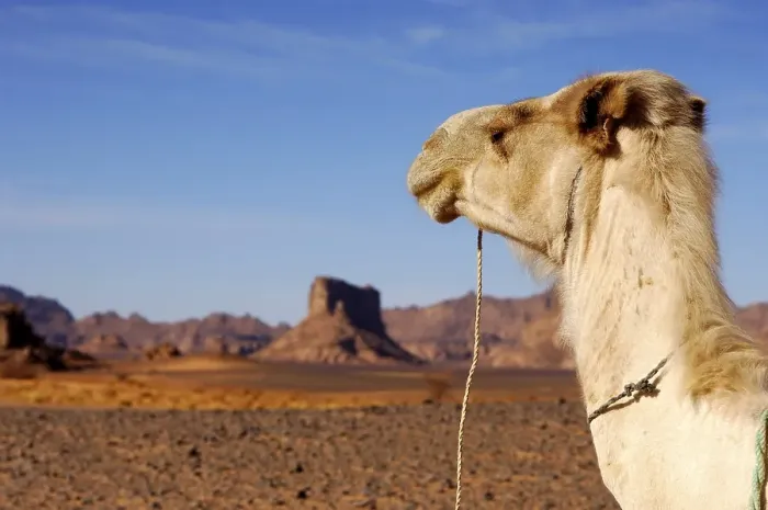 Framed Print : White Mehari dromedary in the hamadan desert