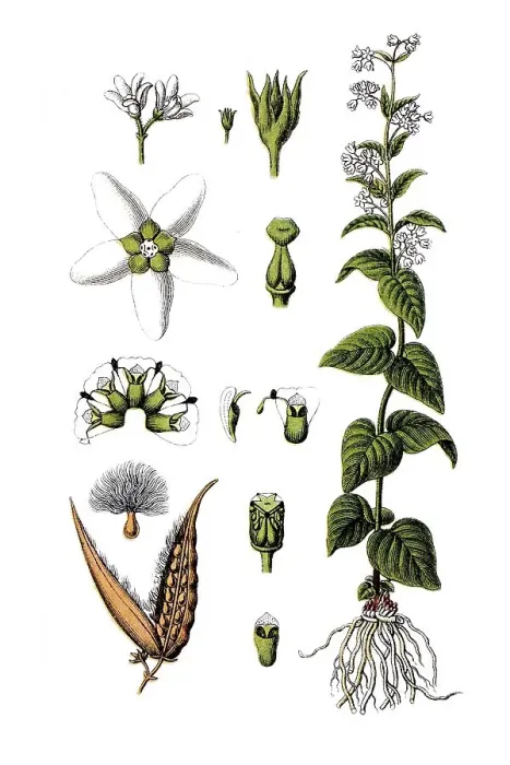 Framed Print : White Milkweed (Asclepias vincetoxicum)