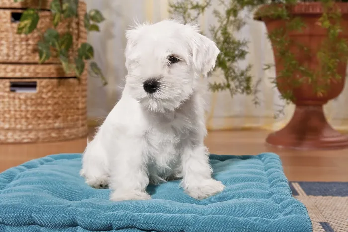 Framed Print : White Miniature Schnauzer puppy on a pillow