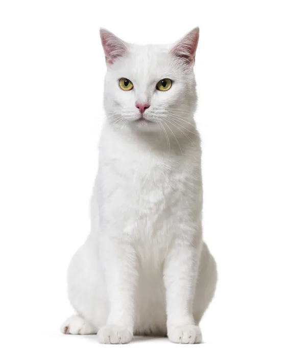 Framed Print : White mixed-breed cat (2 years old)