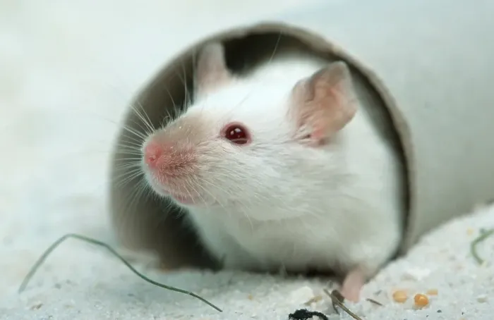 Framed Print : White Mouse, House Mouse