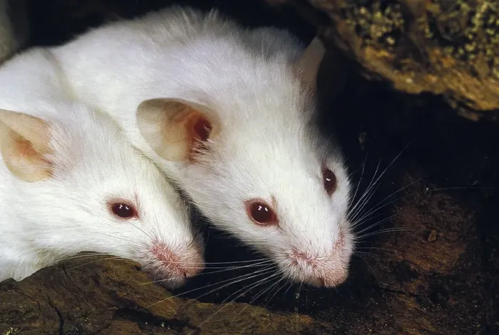 Framed Print : WHITE MOUSE (mus musculus), ADULT