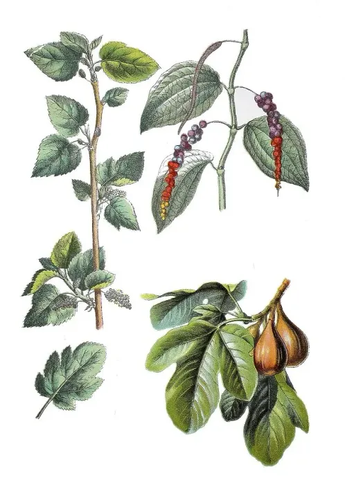 Framed Print : White mulberry, Morus alba (left) Framed Print : White mulberry, Morus alba (left)
