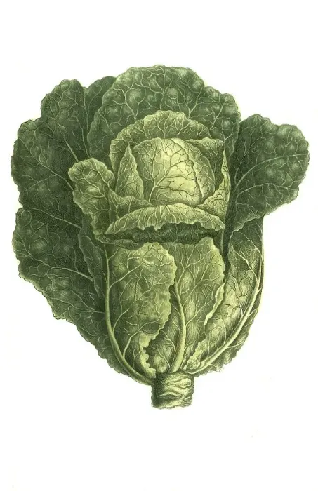 Framed Print : White mustard (Brassica alba) vel viridis Framed Print : White mustard (Brassica alba) vel viridis