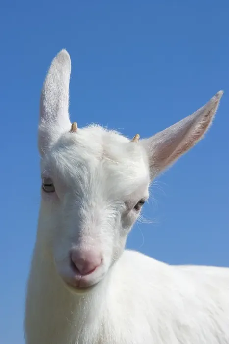 Framed Print : White Nanny Goat, Domestic Goat (Capra aegagrus hircus) Framed Print : White Nanny Goat, Domestic Goat (Capra aegagrus hircus)