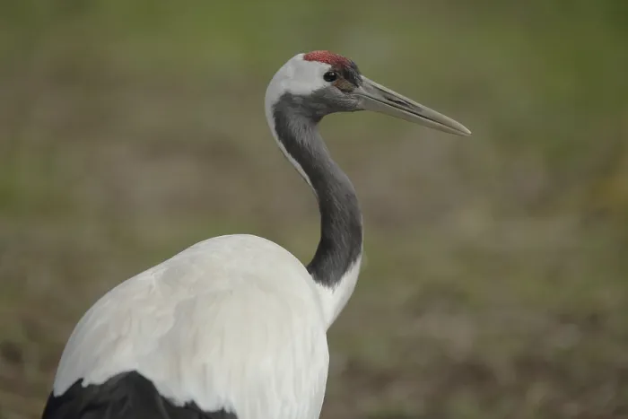 Framed Print : White-naped Crane (Grus vipio)