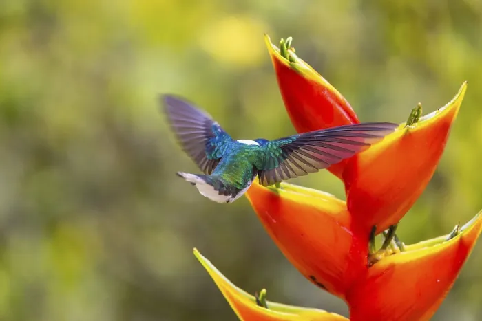 Framed Print : White-naped Hummingbird (Trochilidae) in flight (Florisugra mellivora) Framed Print : White-naped Hummingbird (Trochilidae) in flight (Florisugra mellivora)