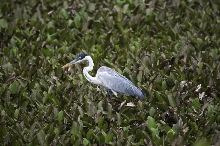Framed Print : White-Necked Heron (ardea cocoi) Framed Print : White-Necked Heron (ardea cocoi)