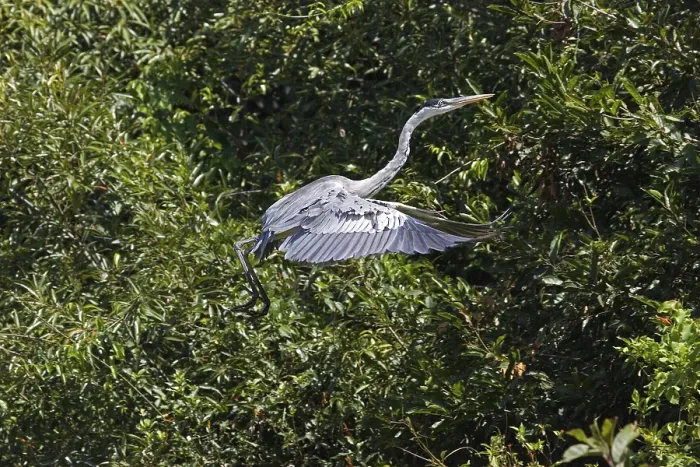 Framed Print : WHITE-NECKED HERON (ardea cocoi)