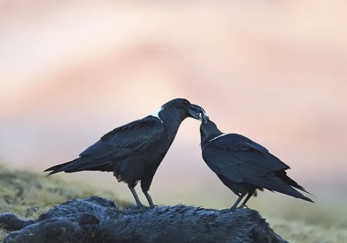 Framed Print : White-necked ravens (Corvus albicollis)