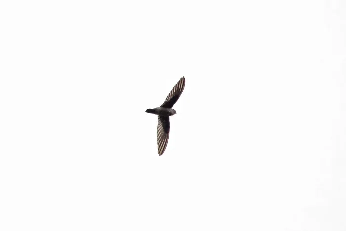 Framed Print : White-nest swiftlet (Collocalia fuciphaga)
