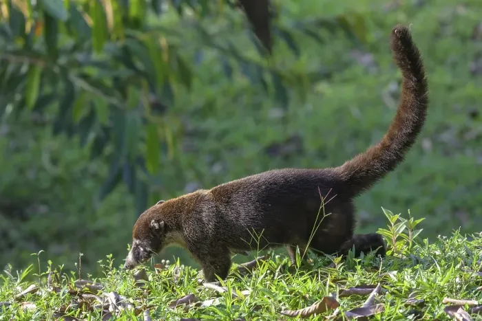 Framed Print : White nosed coati (Nasua narica)