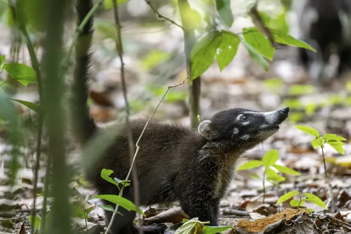Framed Print : White-nosed coati (Nasua narica)