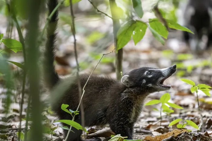 Framed Print : White-nosed coati (Nasua narica)