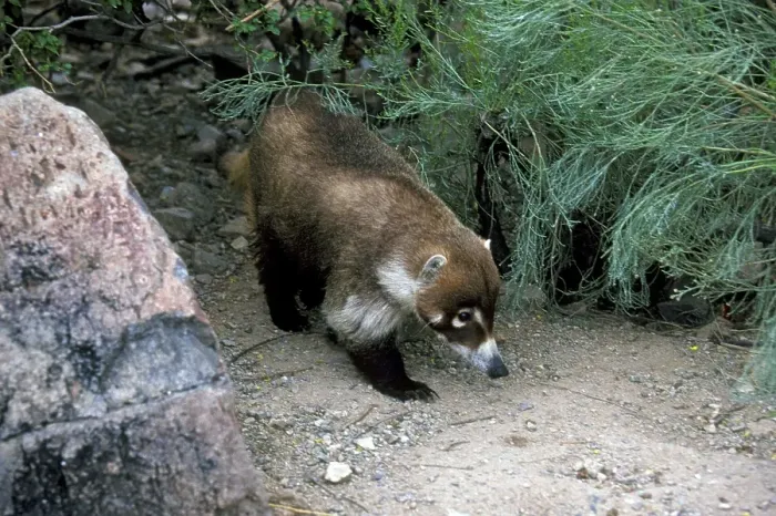 Framed Print : White-nosed Coati (Nasua nasua narica) Emerging from vegetation