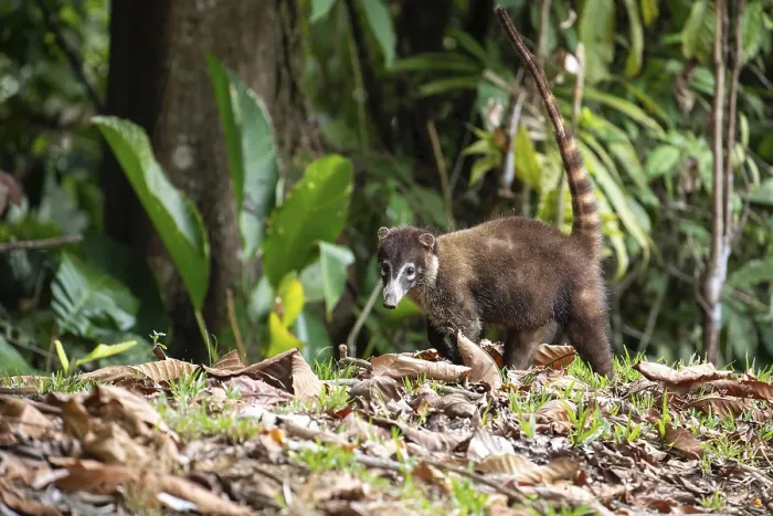 Framed Print : White nosed coati walking on forest ground with tail raised Framed Print : White nosed coati walking on forest ground with tail raised