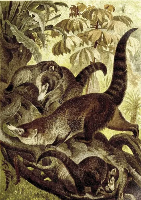 Framed Print : White-nosed (Procyonidae) coati Framed Print : White-nosed (Procyonidae) coati
