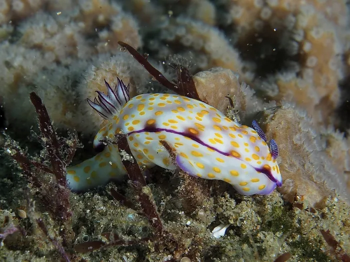 Framed Print : White nudibranch with yellow dots Framed Print : White nudibranch with yellow dots