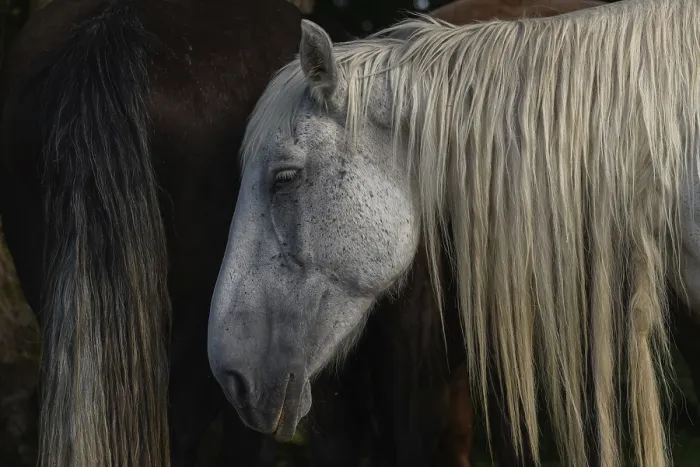 Framed Print : A white pair with long, golden manes are found between a large group of thick and brown pairs