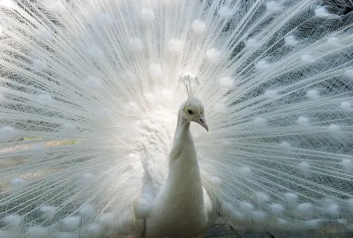 Framed Print : White Peacock (Pavo cristatus mut)