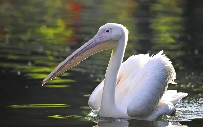 Framed Print : White Pelican (Pelecanus onocrotalus), swimming in a pond Framed Print : White Pelican (Pelecanus onocrotalus), swimming in a pond