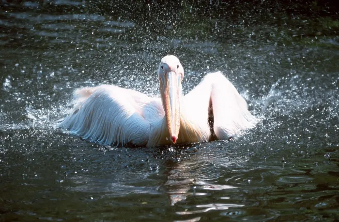 Framed Print : White Pelican (Pelecanus onocrotalus) Framed Print : White Pelican (Pelecanus onocrotalus)