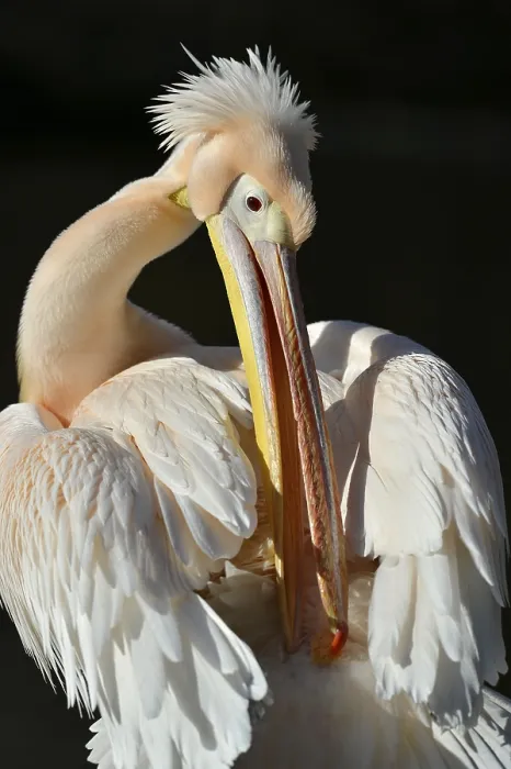 Framed Print : White pelican (Pelecanus onocrotalus), captive