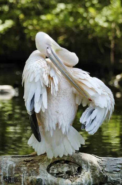 Framed Print : White Pelican (Pelecanus onocrotalus) preening itself Framed Print : White Pelican (Pelecanus onocrotalus) preening itself