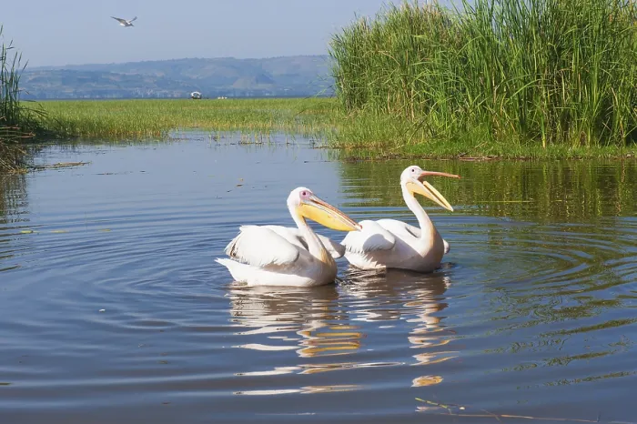 Framed Print : White pelicans (Pelecanus onocrotalus)