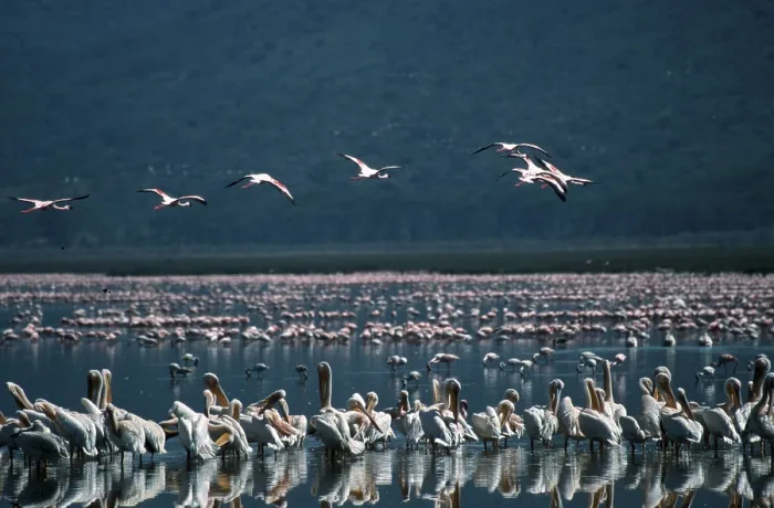 Framed Print : White Pelicans (Pelecanus onocrotalus) and Flamingos