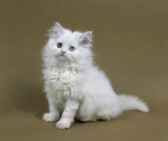 Framed Print : White Persian domestic cat, kitten