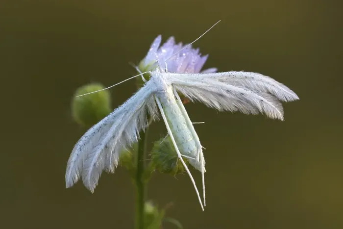 Framed Print : White plume moth (Pterophorus pentadactyla)