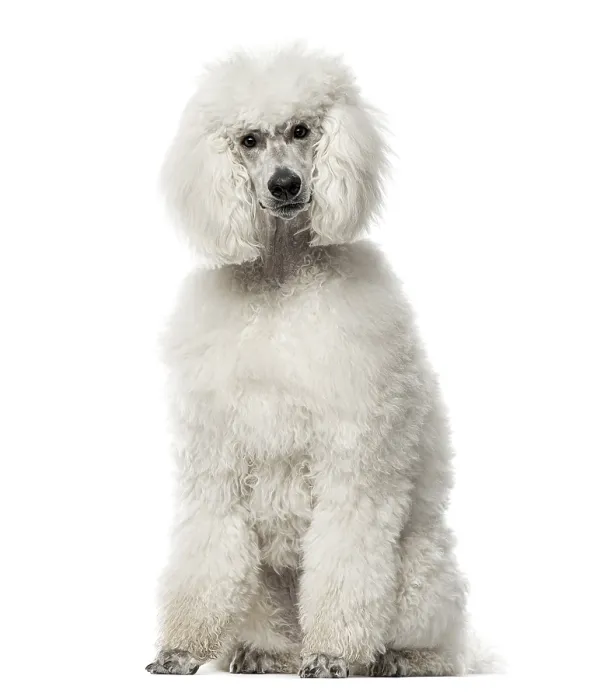 Framed Print : White poodle sitting, 9 months old Framed Print : White poodle sitting, 9 months old