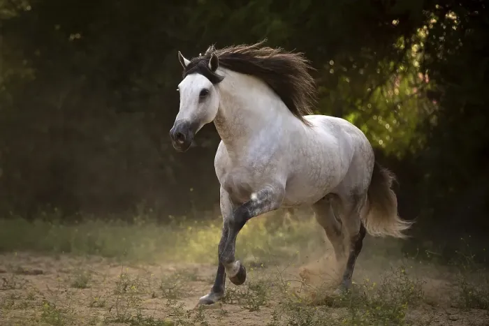 Framed Print : White P.R.E. Stallion at Gallop