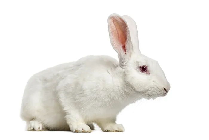 Framed Print : White rabbit (7 months old)
