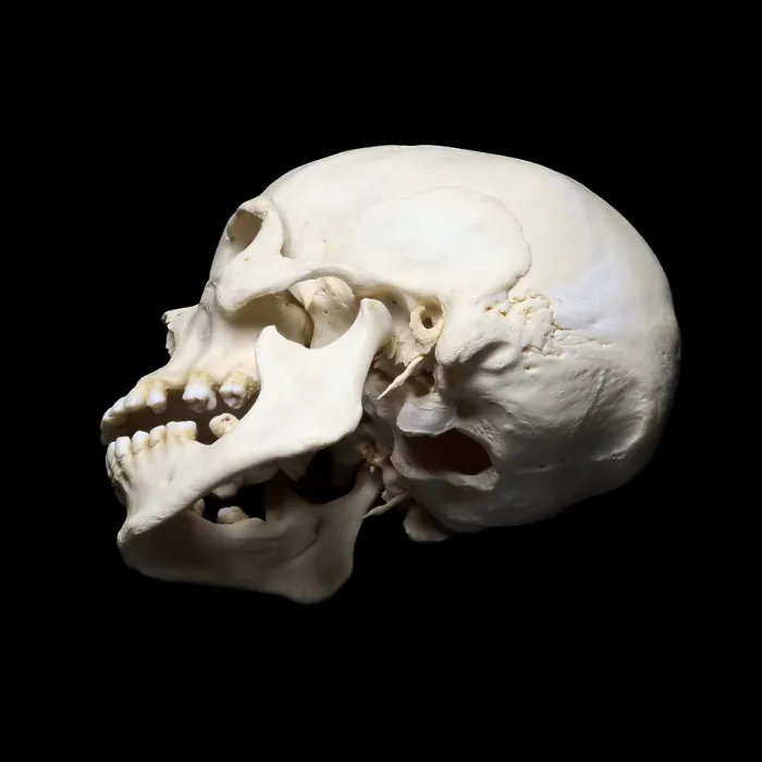 Framed Print : White real skull with black background