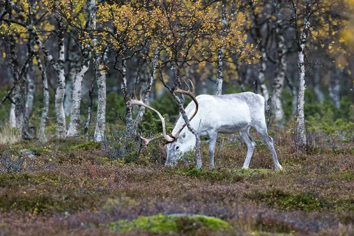 Framed Print : A white reindeer bull grazes in the heathland and there are birch trees in the background