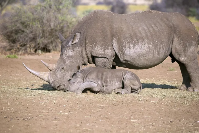 Framed Print : White rhino with baby