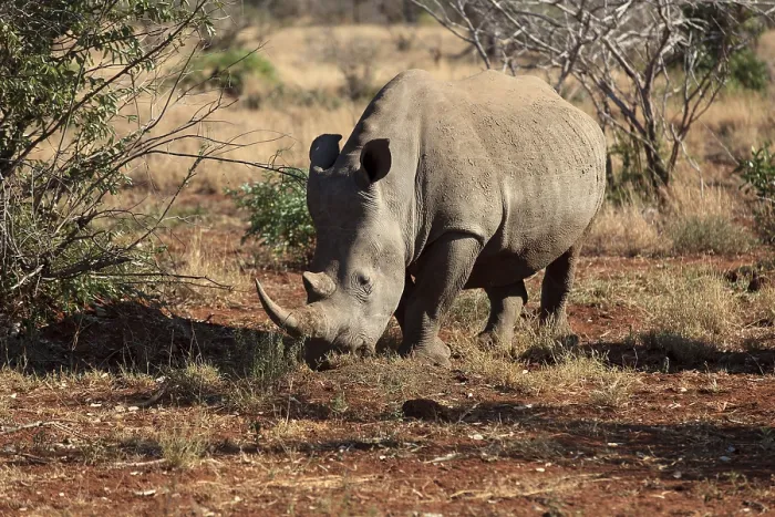 Framed Print : White rhino in search of food Framed Print : White rhino in search of food