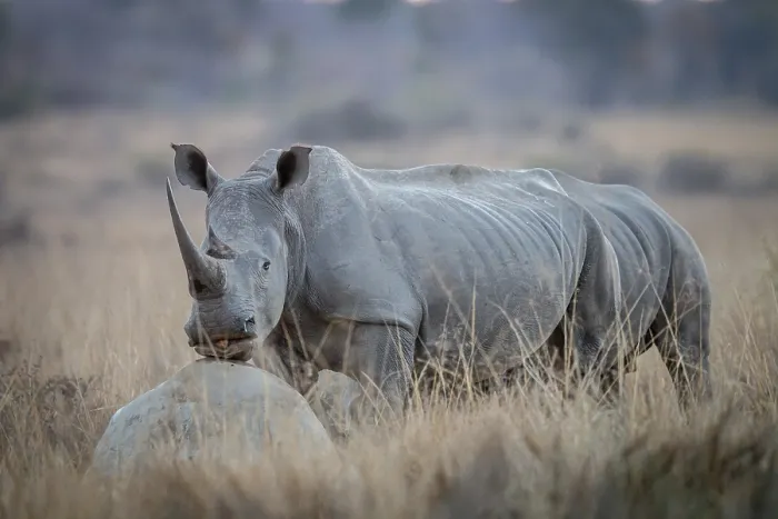 Framed Print : White rhino standing in the grass, South Africa