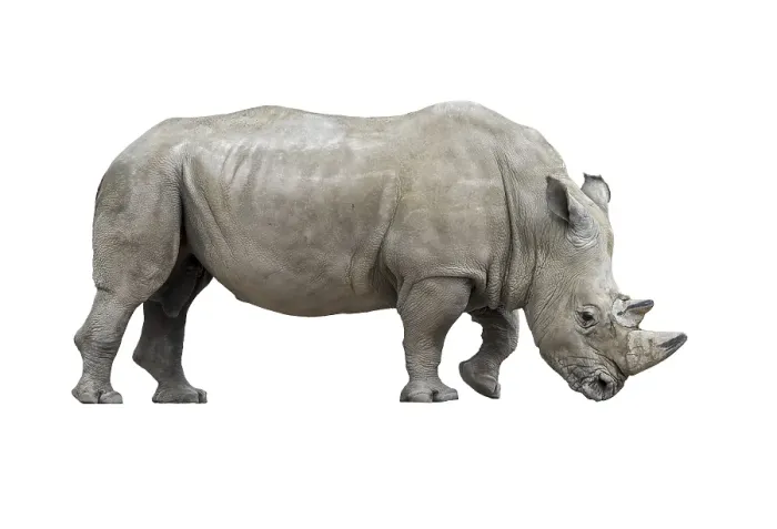 Framed Print : White rhinoceros (Ceratotherium simum)