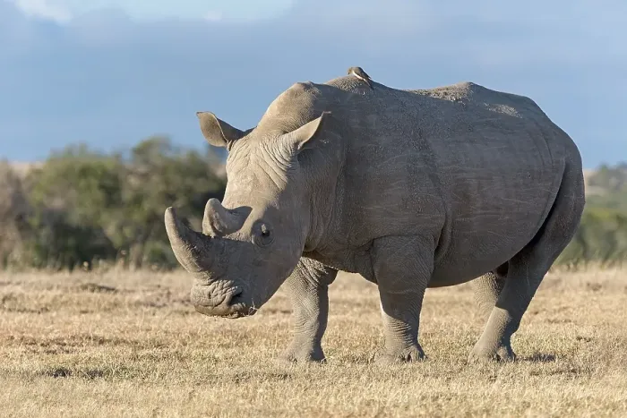 Framed Print : White Rhinoceros (Ceratotherium simum)