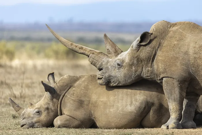 Framed Print : White rhinoceros (Ceratotherium simum)