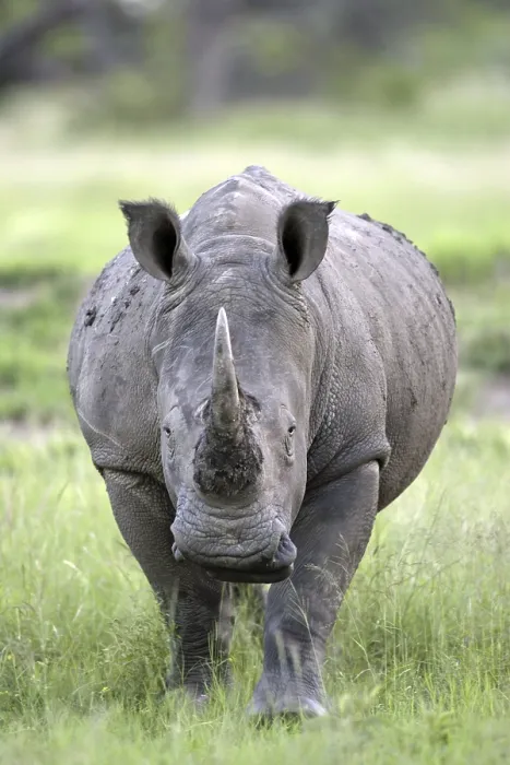 Framed Print : White Rhinoceros (Ceratotherium simum)