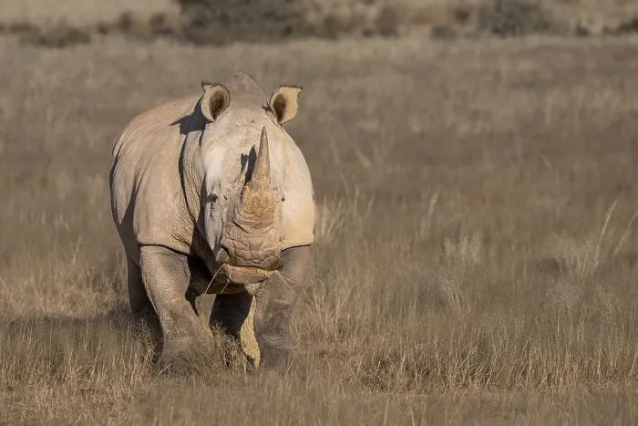 Framed Print : White rhinoceros (Ceratotherium simum)